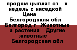 продам цыплят от 3-х недель с наседкой › Цена ­ 100 - Белгородская обл., Белгород г. Животные и растения » Другие животные   . Белгородская обл.